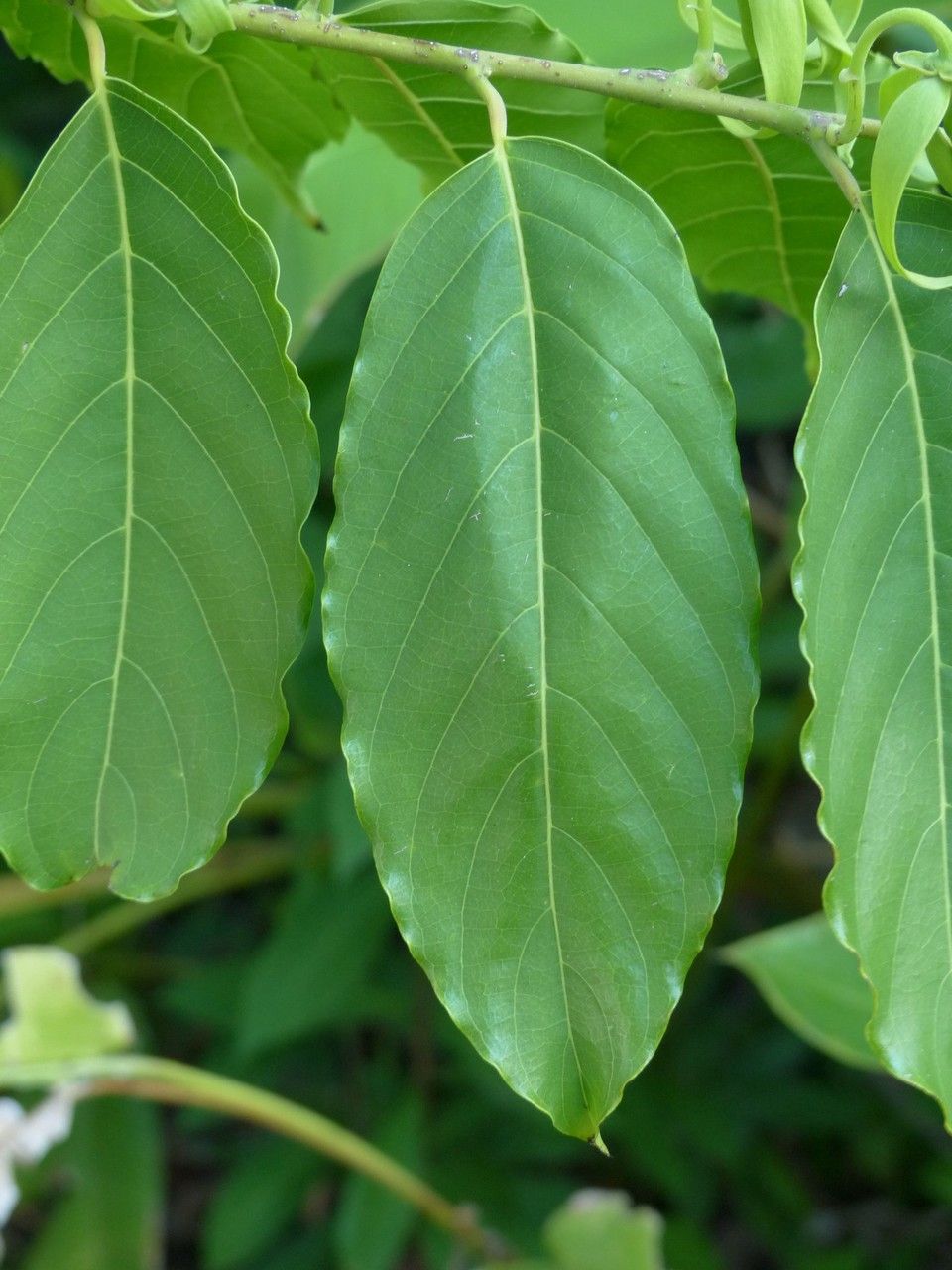 Cananga odorata — houseplant care guide