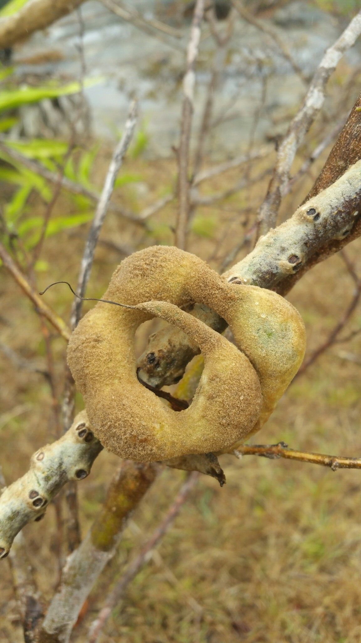Erythrina ankaranensis