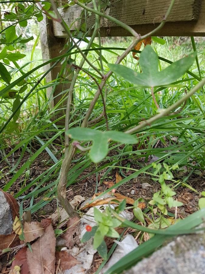 Passiflora amethystina bark