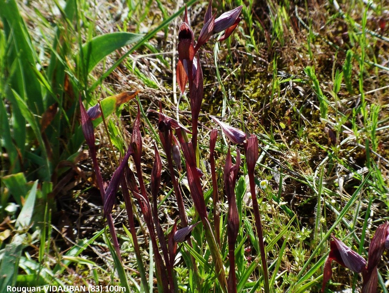 Serapias strictiflora habit