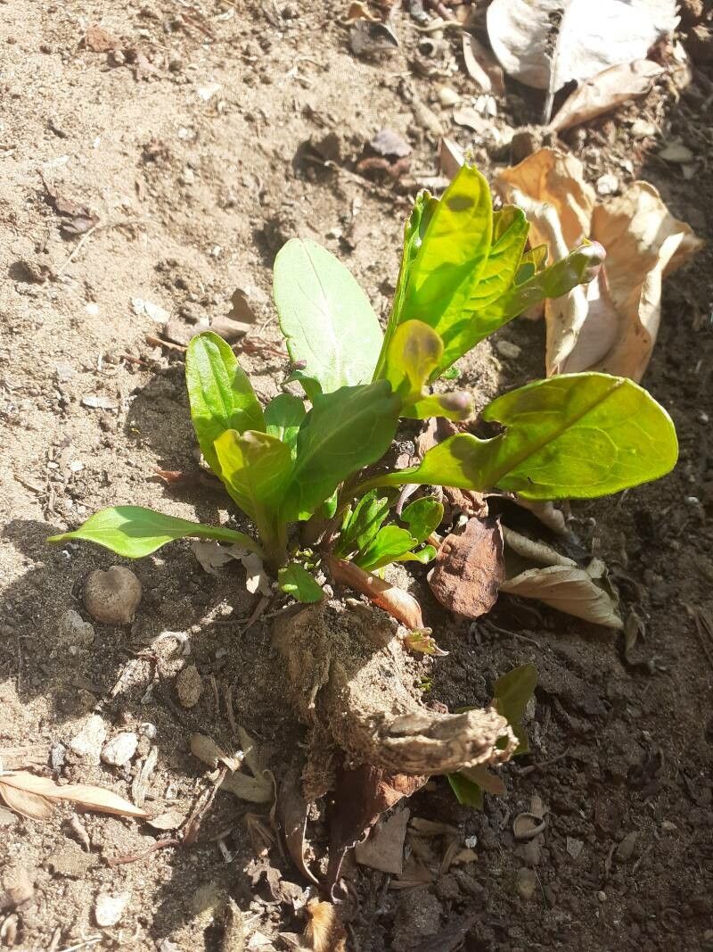 Samolus parviflorus leaf