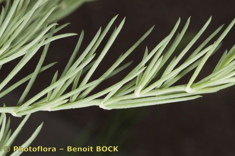 Asparagus macrorrhizus — houseplant care guide