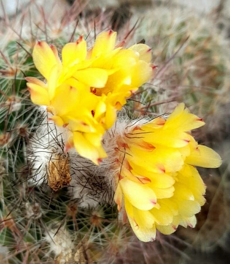 Parodia mammulosa flower