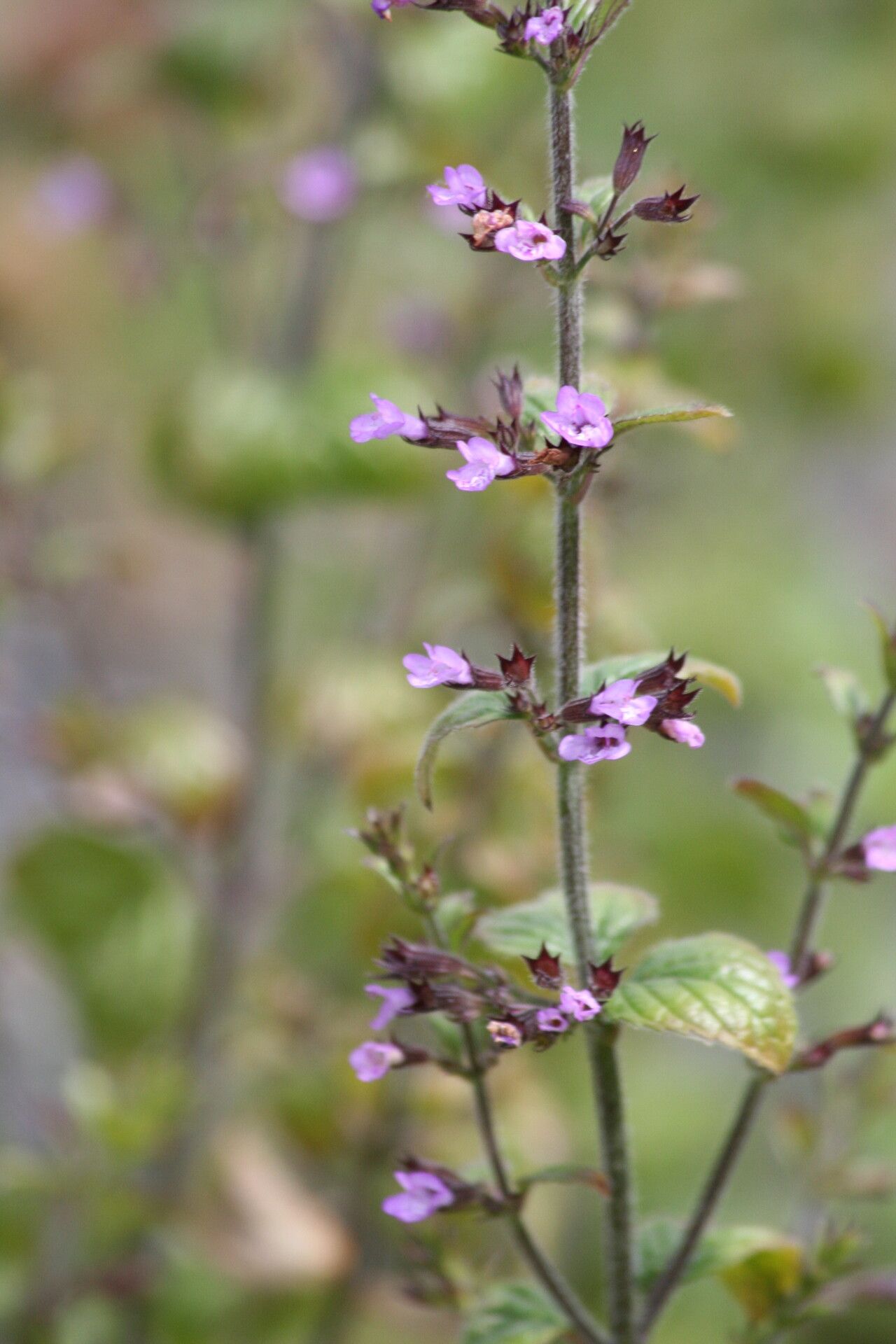 Clinopodium menthifolium flower