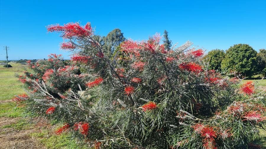 Grevillea tetragonoloba — search result for 'Grevillea'