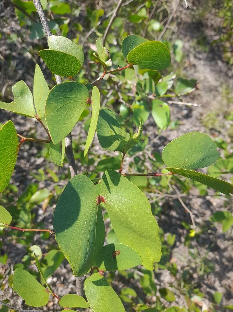 Colophospermum mopane leaf