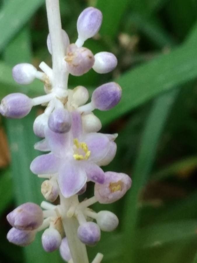 Scilla haemorrhoidalis flower