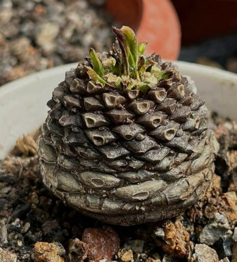 Euphorbia boerhaviifolia — houseplant care guide