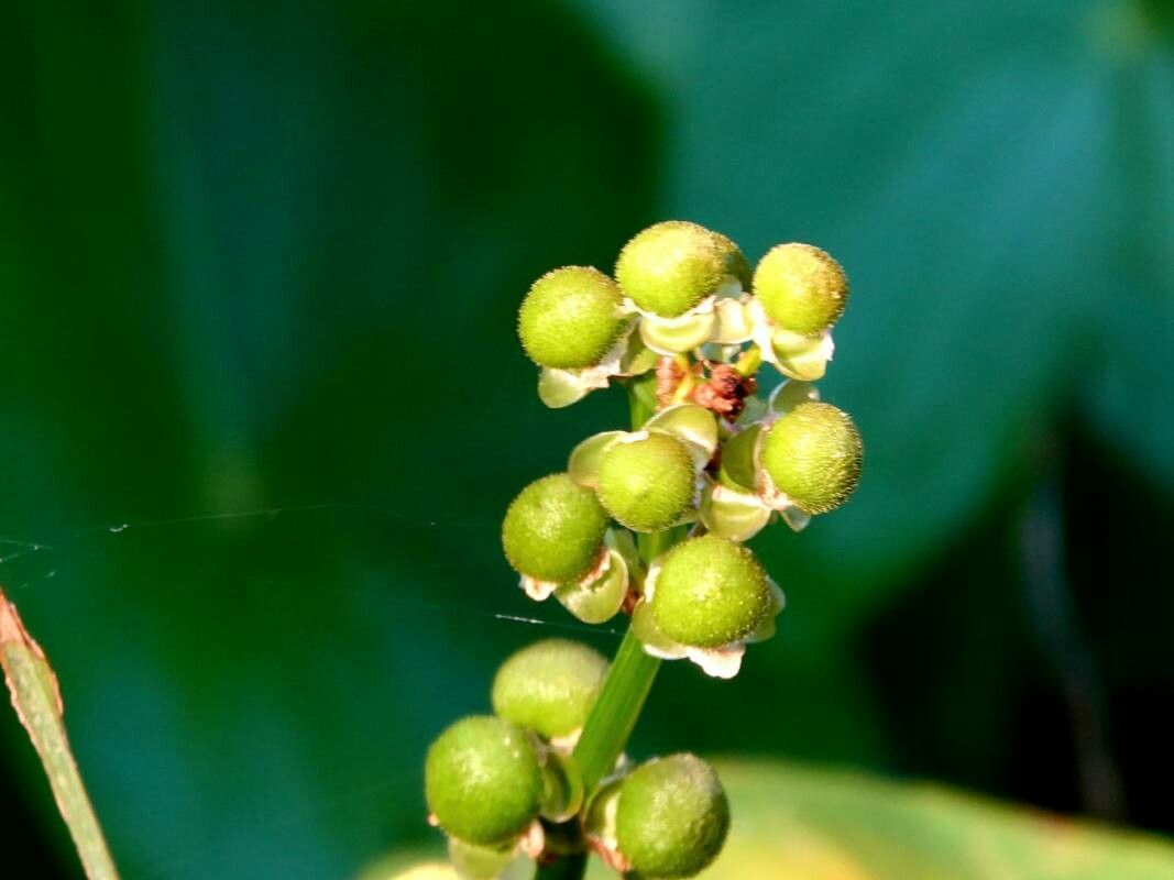 Sagittaria latifolia fruit