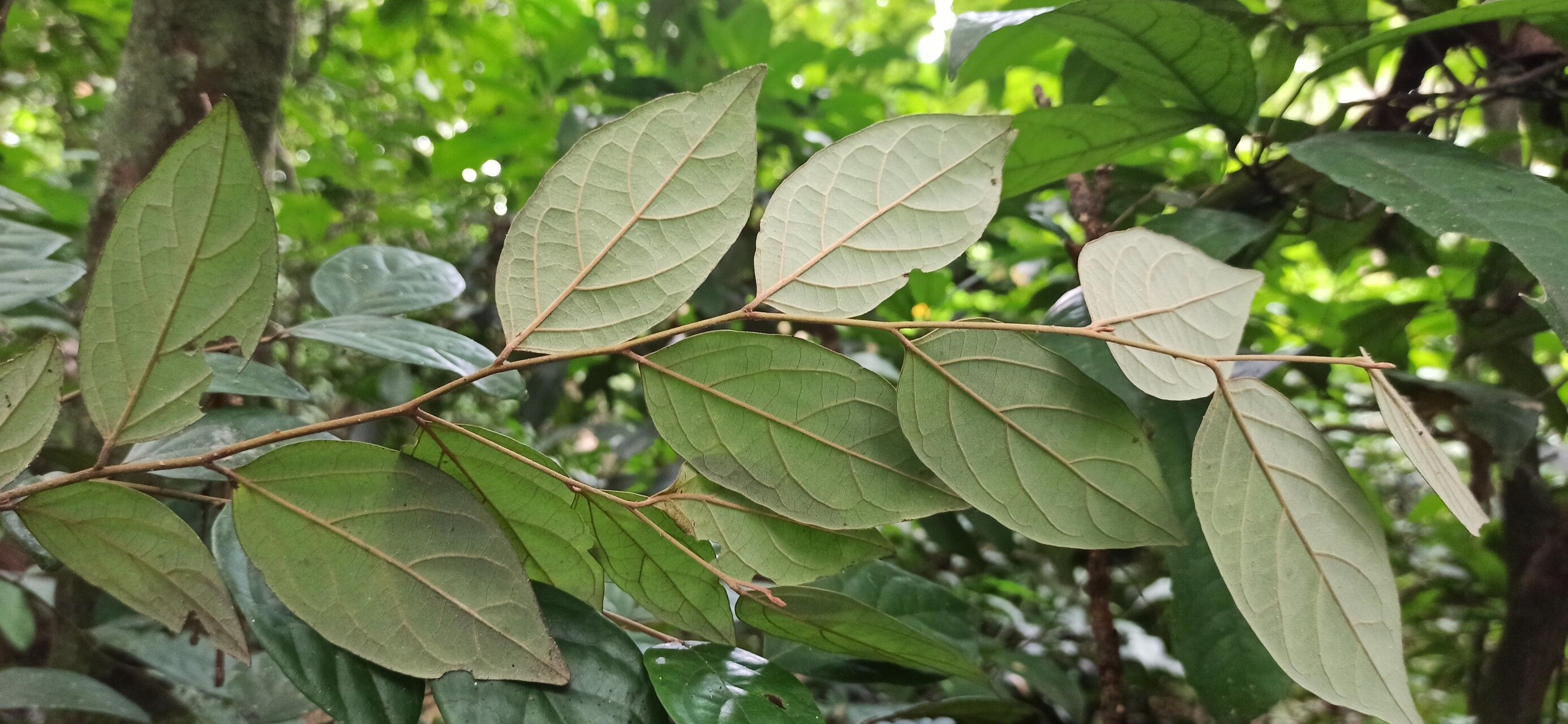 Diospyros onanae — houseplant care guide
