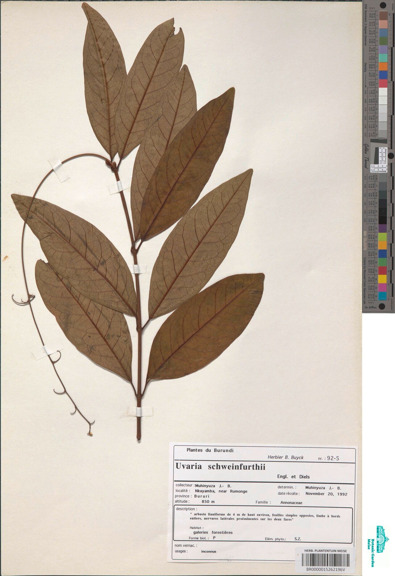 Uvaria schweinfurthii — houseplant care guide