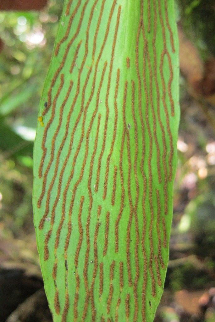 Antrophyum alatum fruit