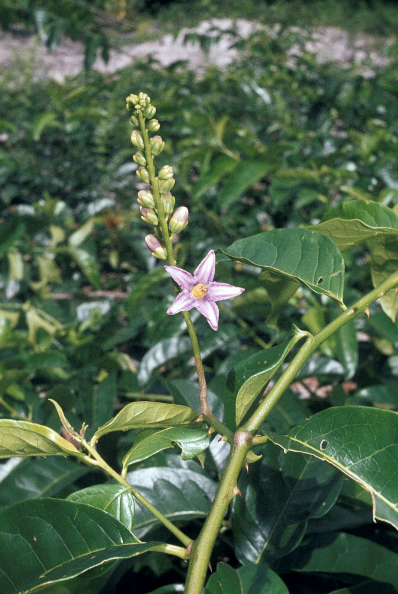 Solanum coriaceum — houseplant care guide