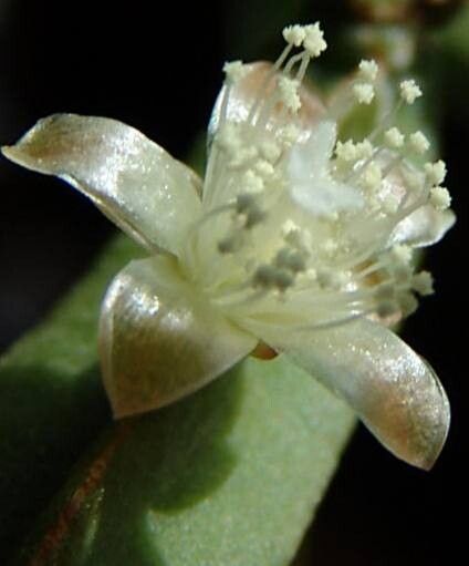 Rhipsalis pentaptera flower