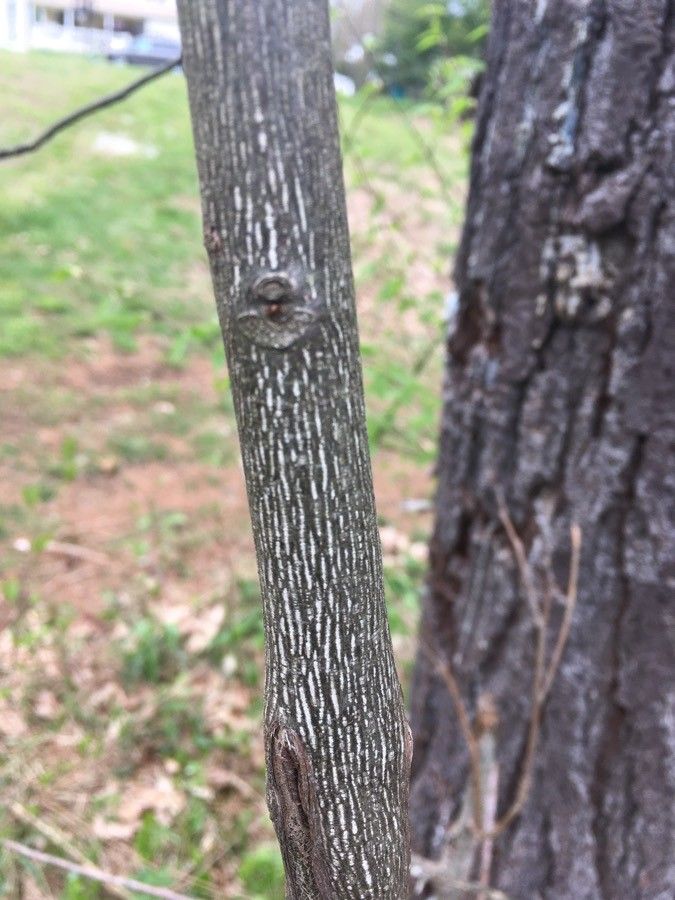 Grewia monticola bark