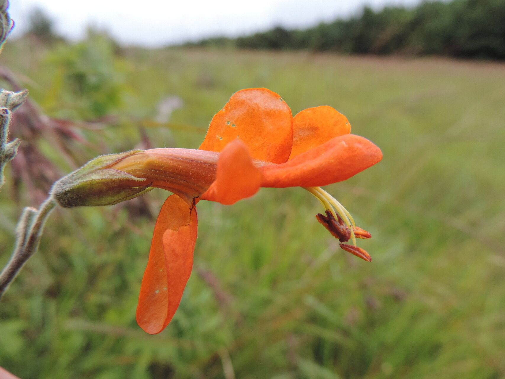 Tecomaria nyassae — related species from the same genus