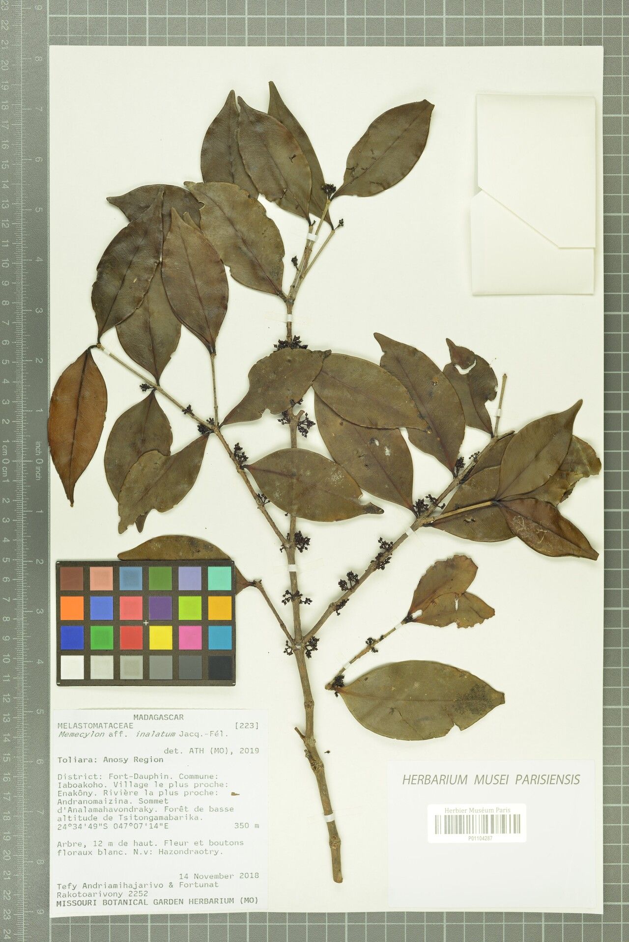 Memecylon inalatum — houseplant care guide