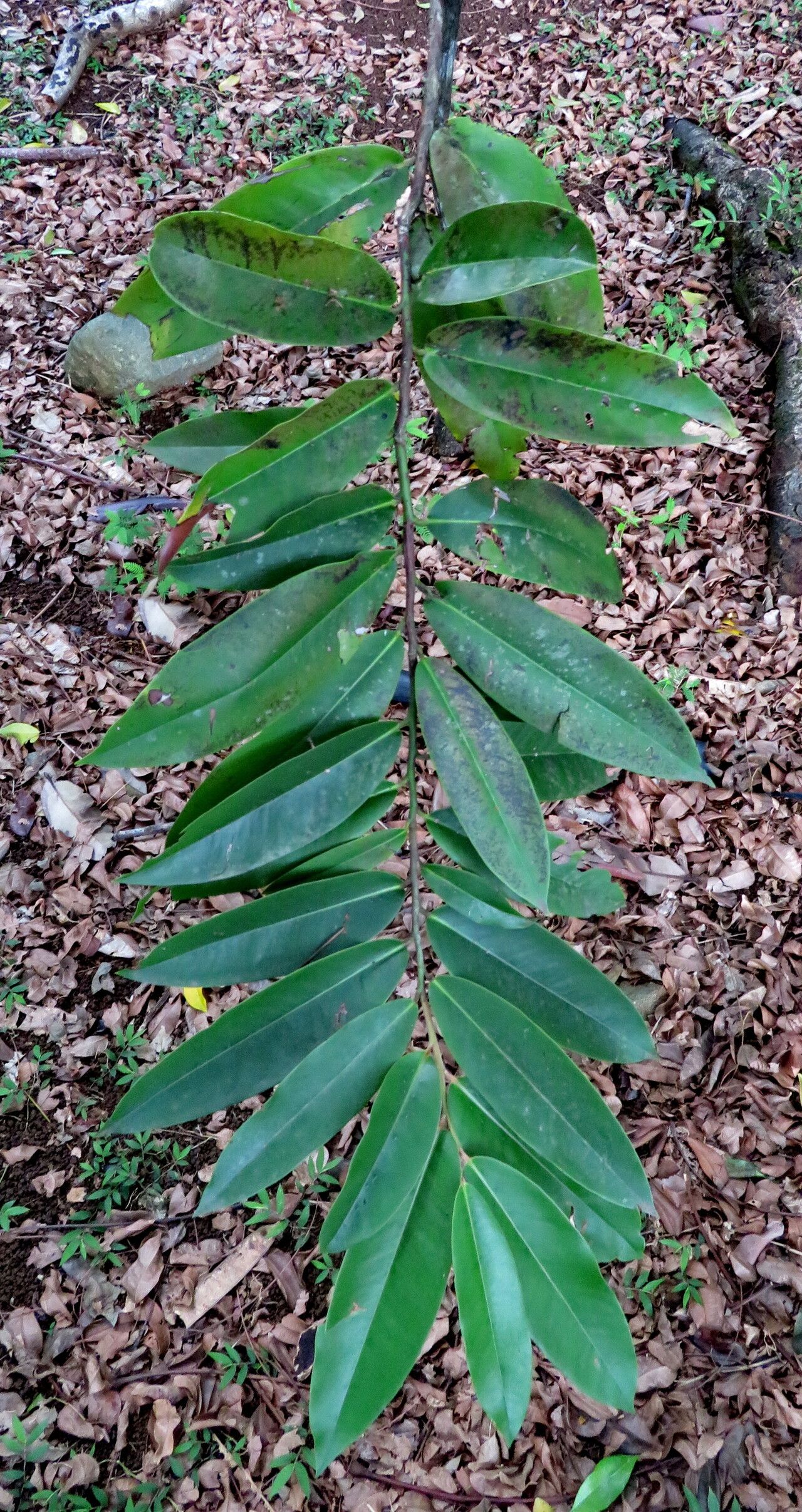 Diospyros philippinensis — houseplant care guide