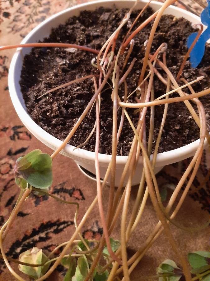 Oxalis tetraphylla bark