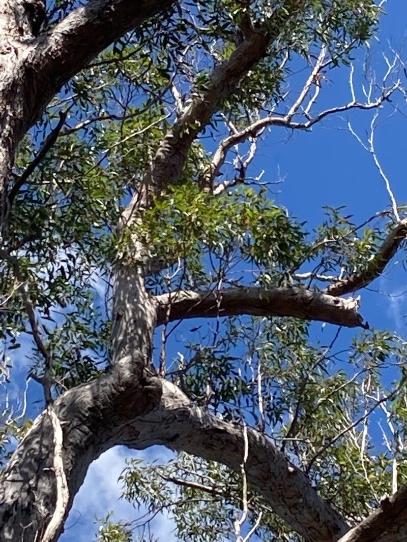 Eucalyptus pilularis leaf
