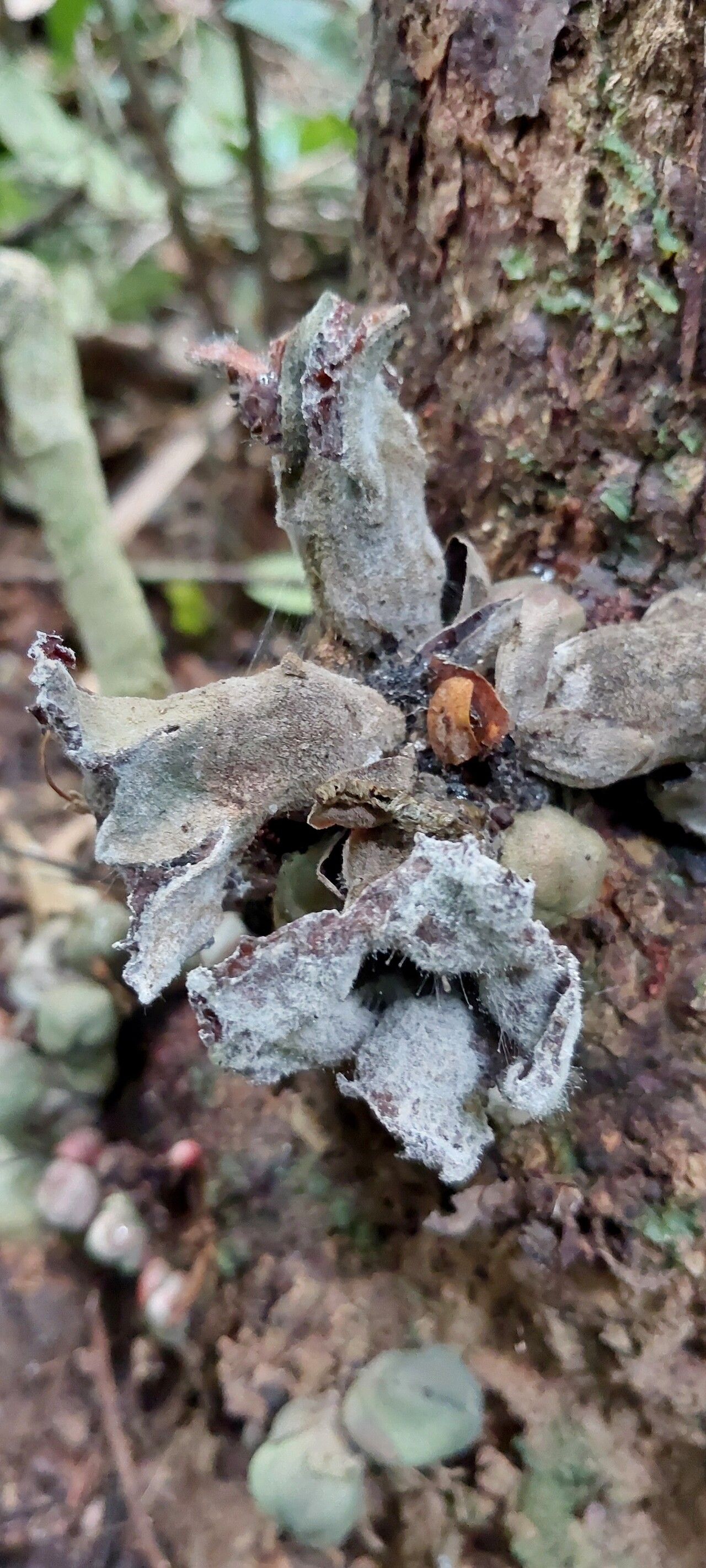 Cola ficifolia — houseplant care guide