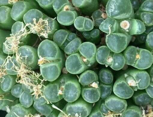 Conophytum limpidum — houseplant care guide