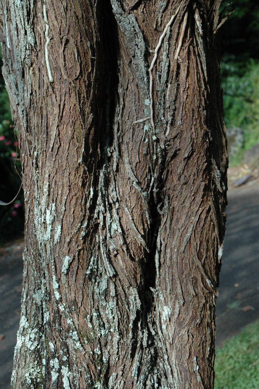 Prosopis pallida bark
