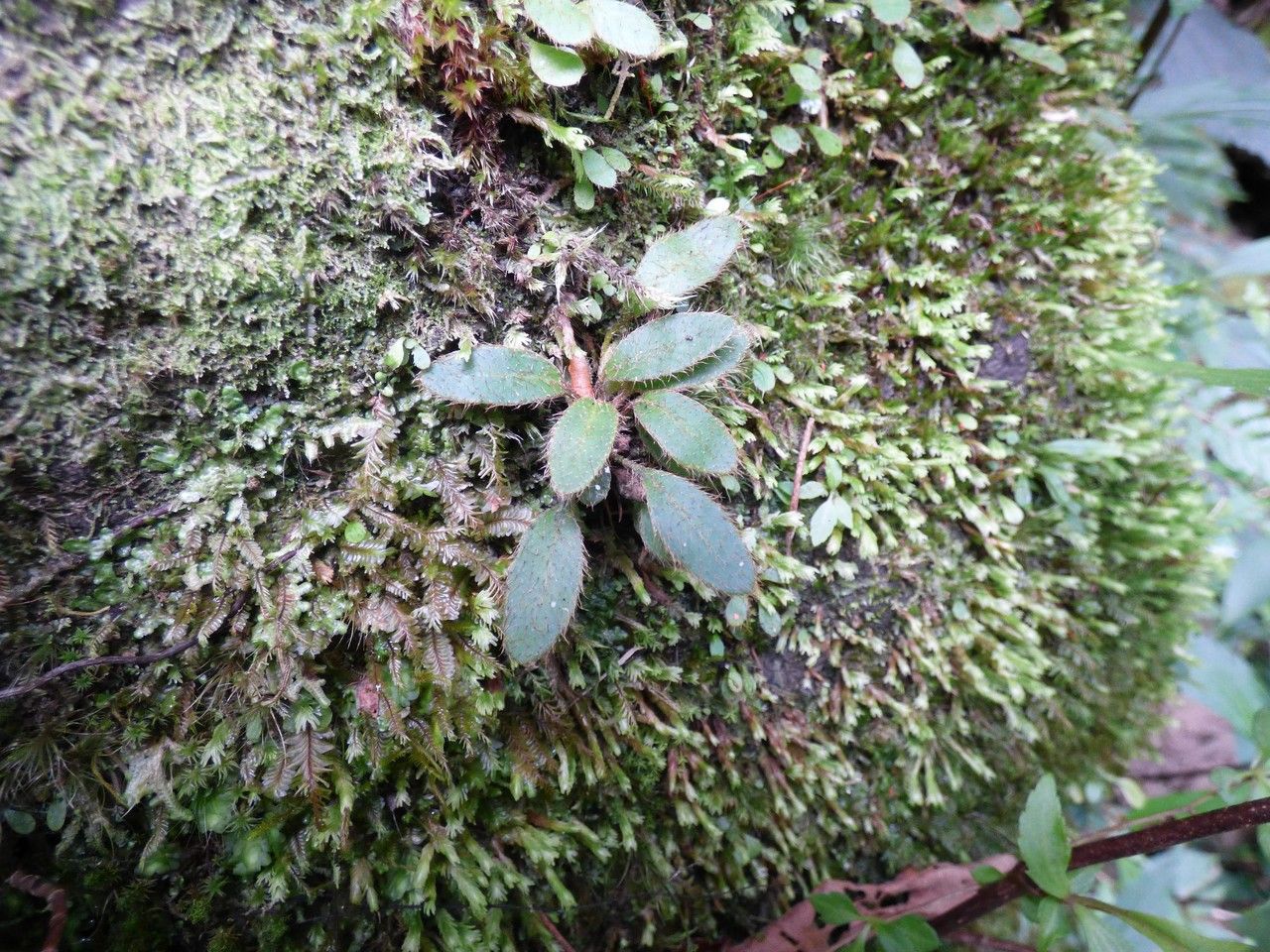Elaphoglossum spatulatum habit