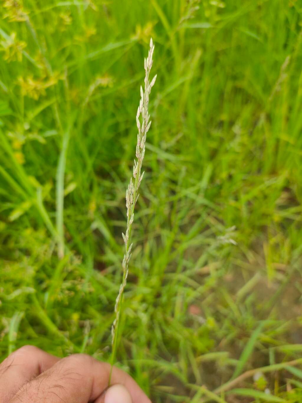 Eragrostis atrovirens flower