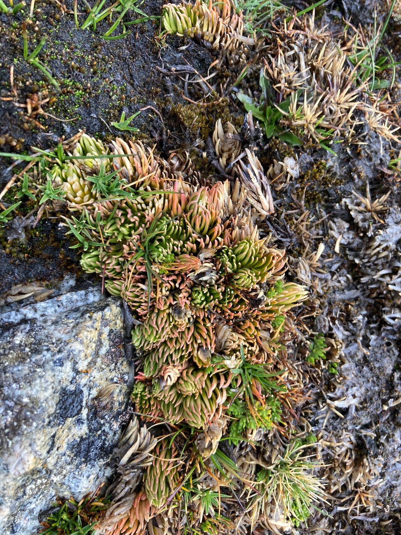 Huperzia andina — related species from the same genus