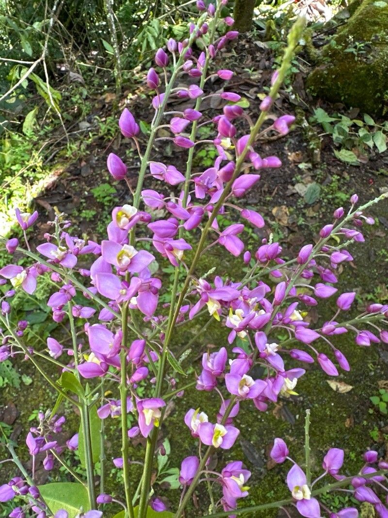 Securidaca micheliana flower