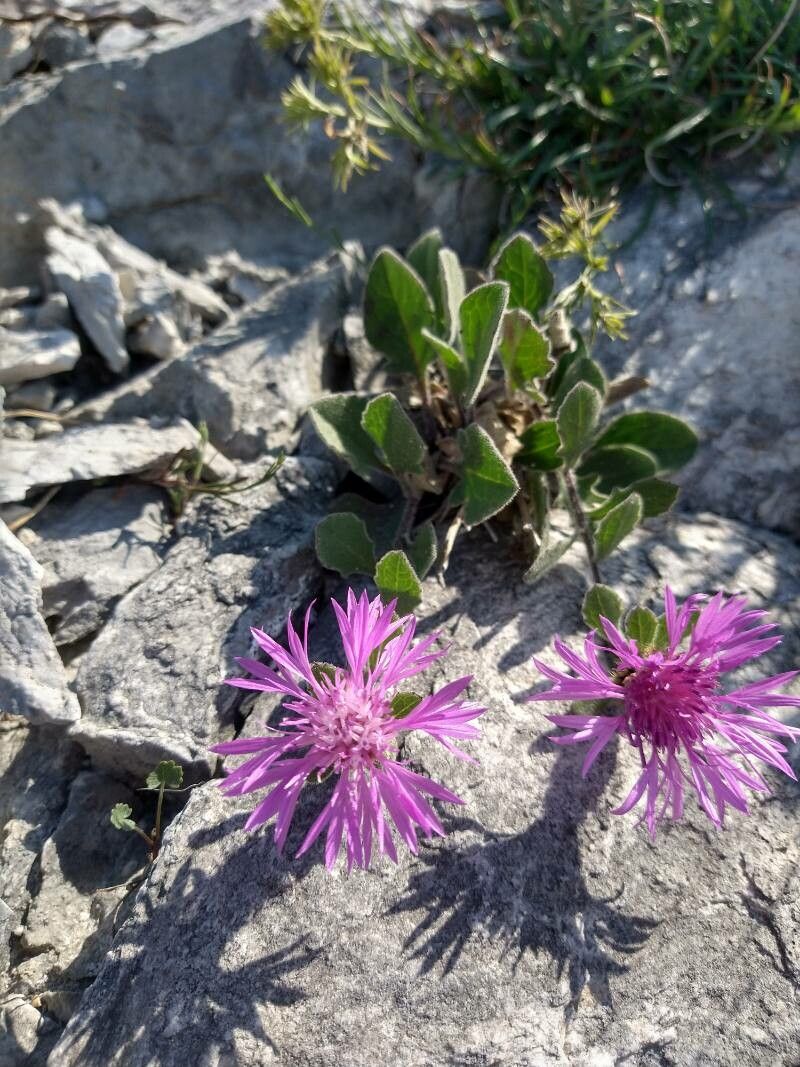 Centaurea montis-borlae — houseplant care guide