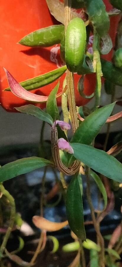 Euphorbia neorubella flower