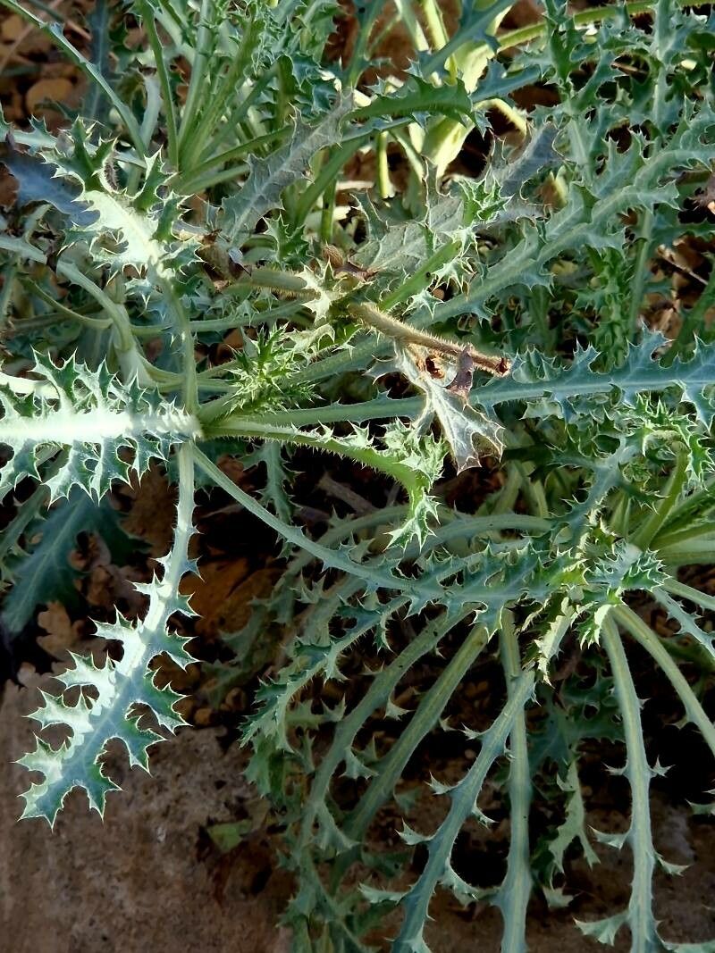 Argemone rosea — houseplant care guide