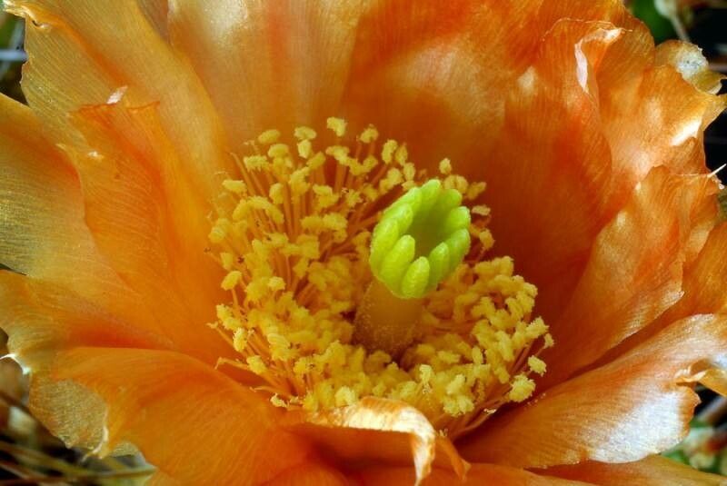 Maihueniopsis darwinii flower