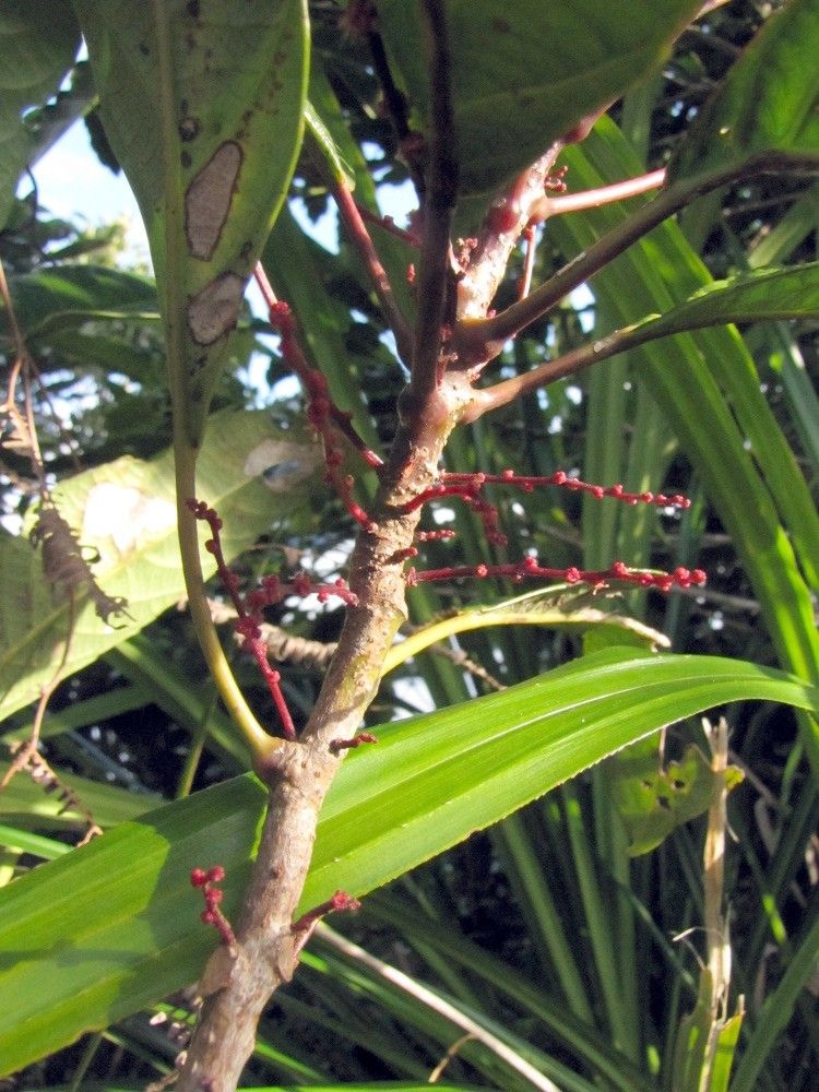 Bocquillonia goniorrhachis — related species from the same genus