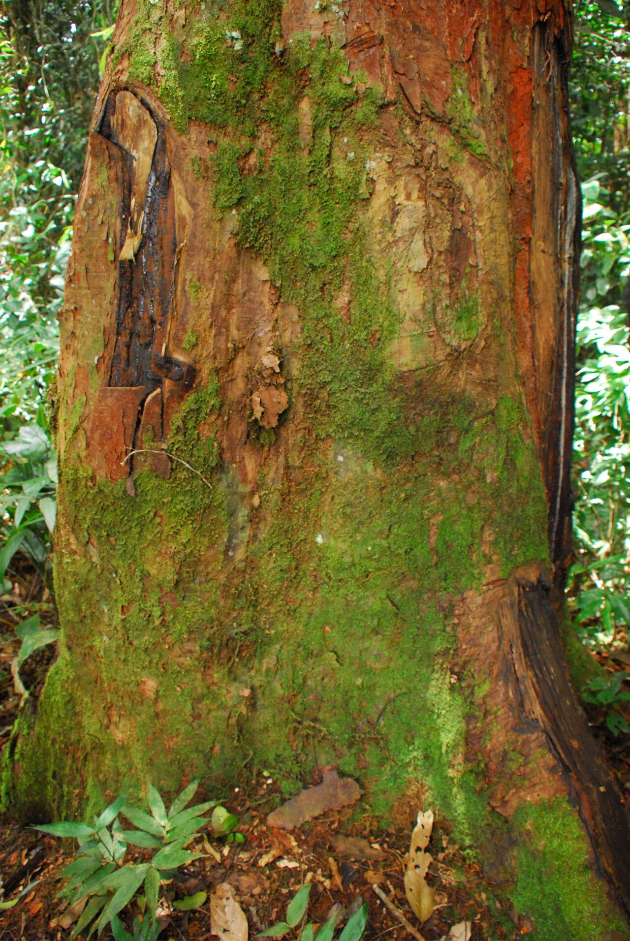 Copaifera religiosa bark
