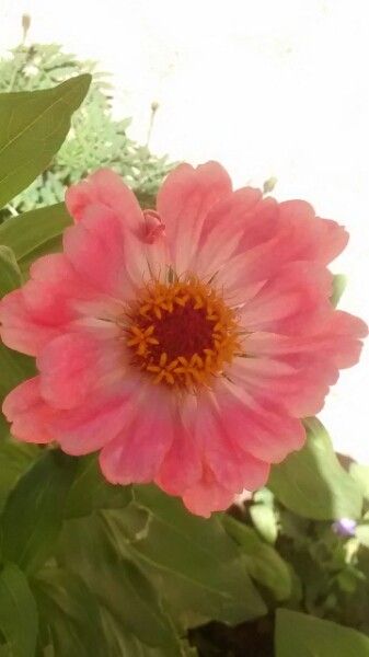 Zinnia haageana flower