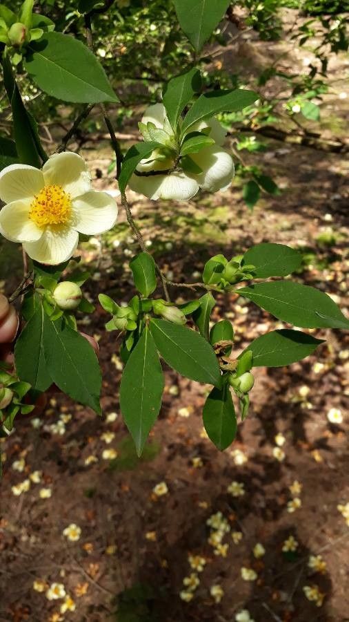 Stewartia serrata flower