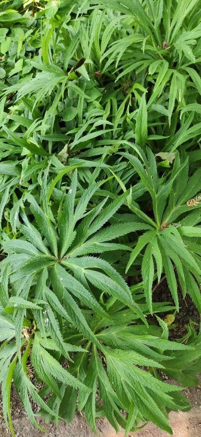 Helleborus purpurascens habit