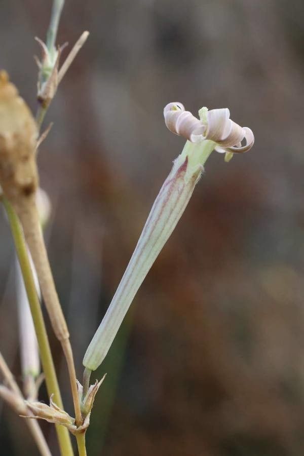 Silene bupleuroides flower