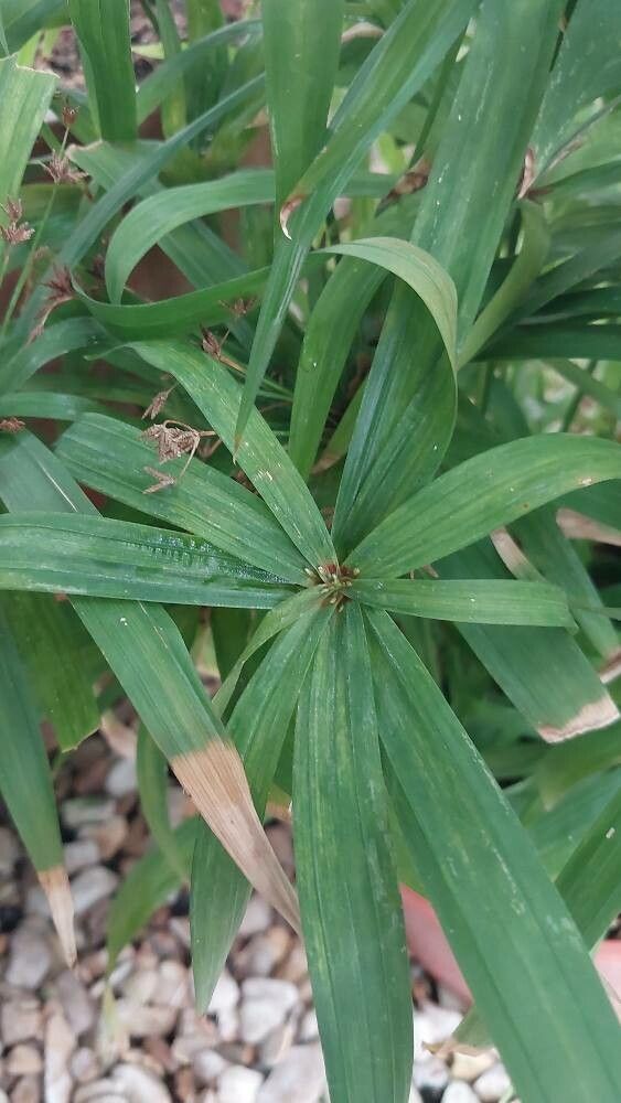 Cyperus albostriatus leaf