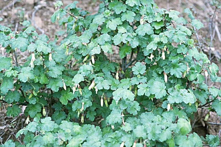 Ribes victoris habit