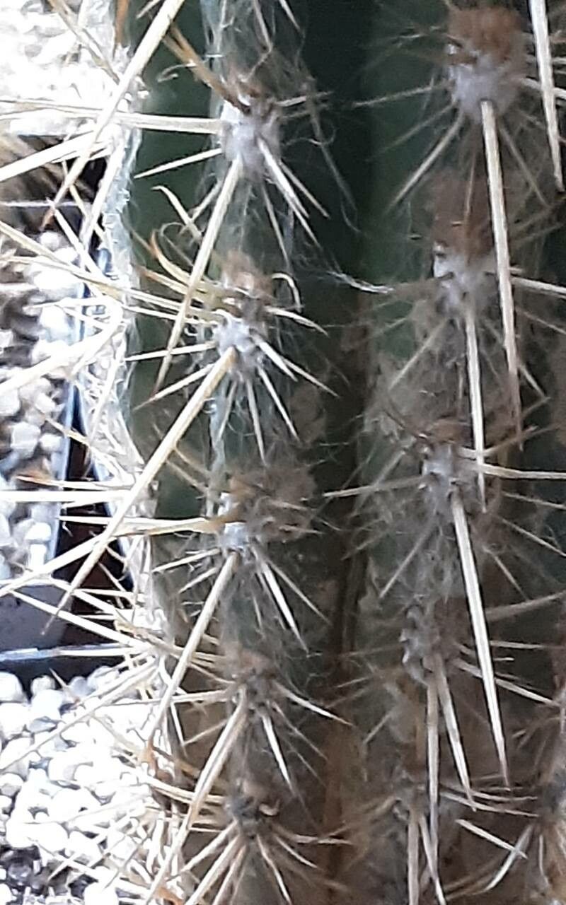 Oreocereus hendriksenianus — related species from the same genus