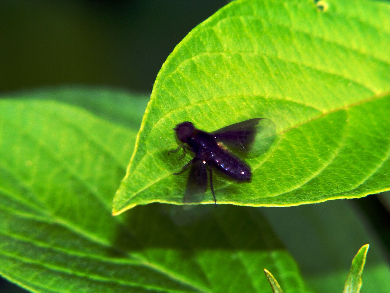Viburnum ellipticum leaf