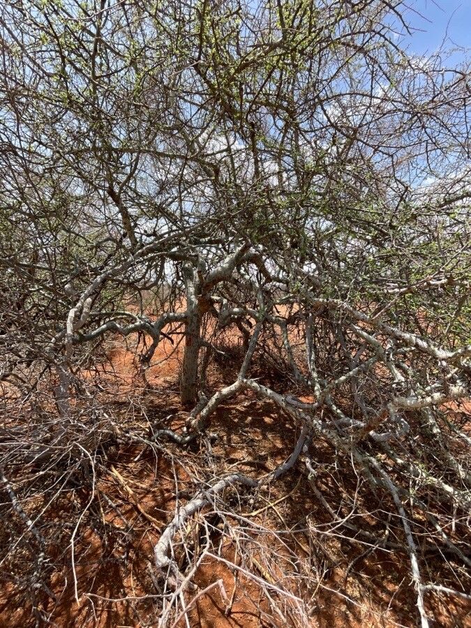 Commiphora holtziana habit