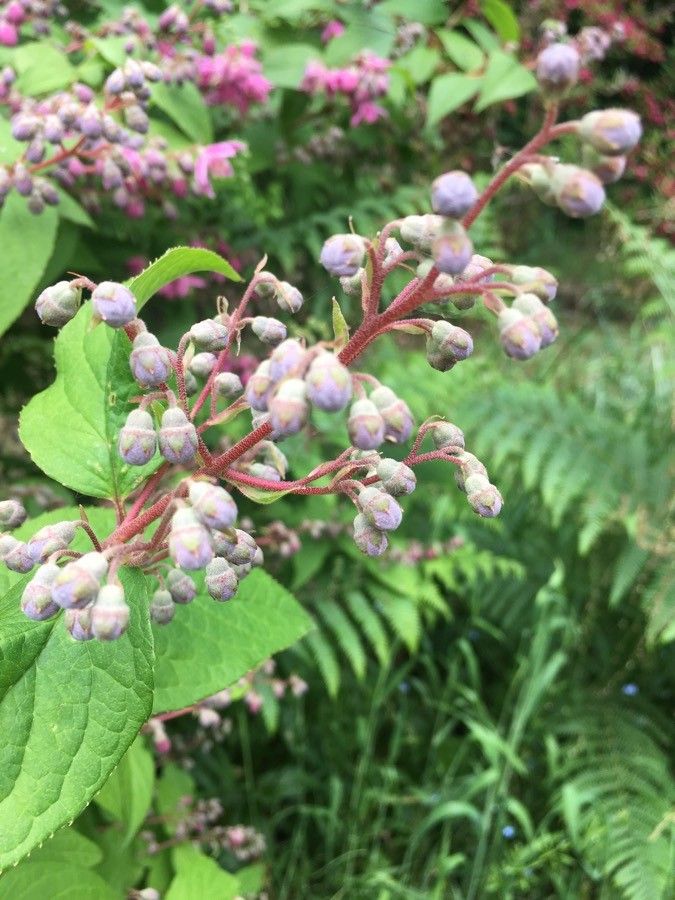 Deutzia hybrida fruit