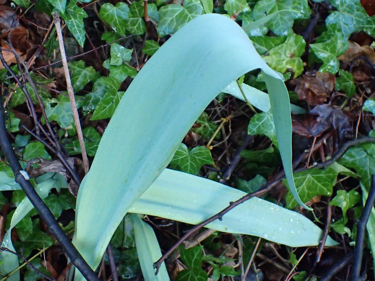 Tulipa agenensis leaf