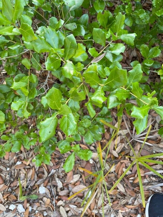 Quercus myrtifolia leaf