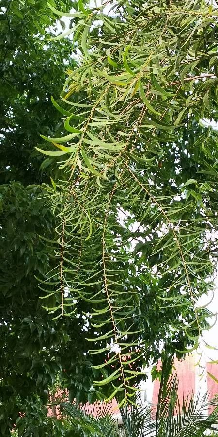 Acacia confusa — search result for 'Mimosa'